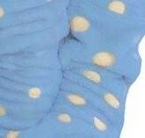 998 Kokardka Szlafrok Dziecięcy Forex - niebieski