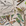 ornithology